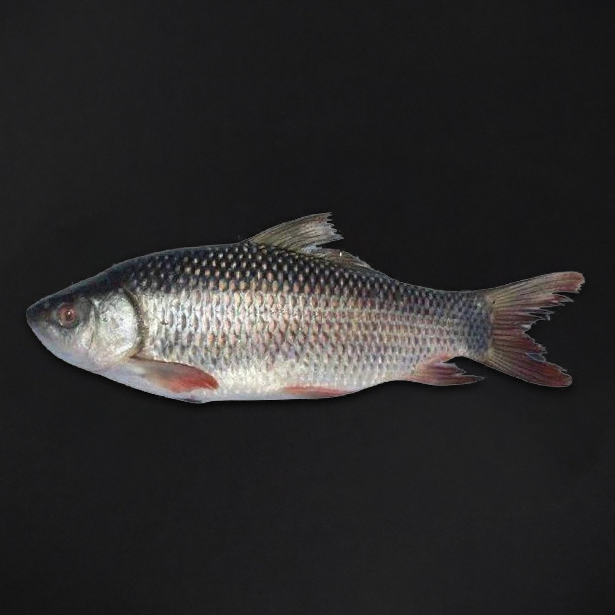 GETIT.QA- Qatar’s Best Online Shopping Website offers ROHU FISH WHOLE CLEANED 1 KG at the lowest price in Qatar. Free Shipping & COD Available!