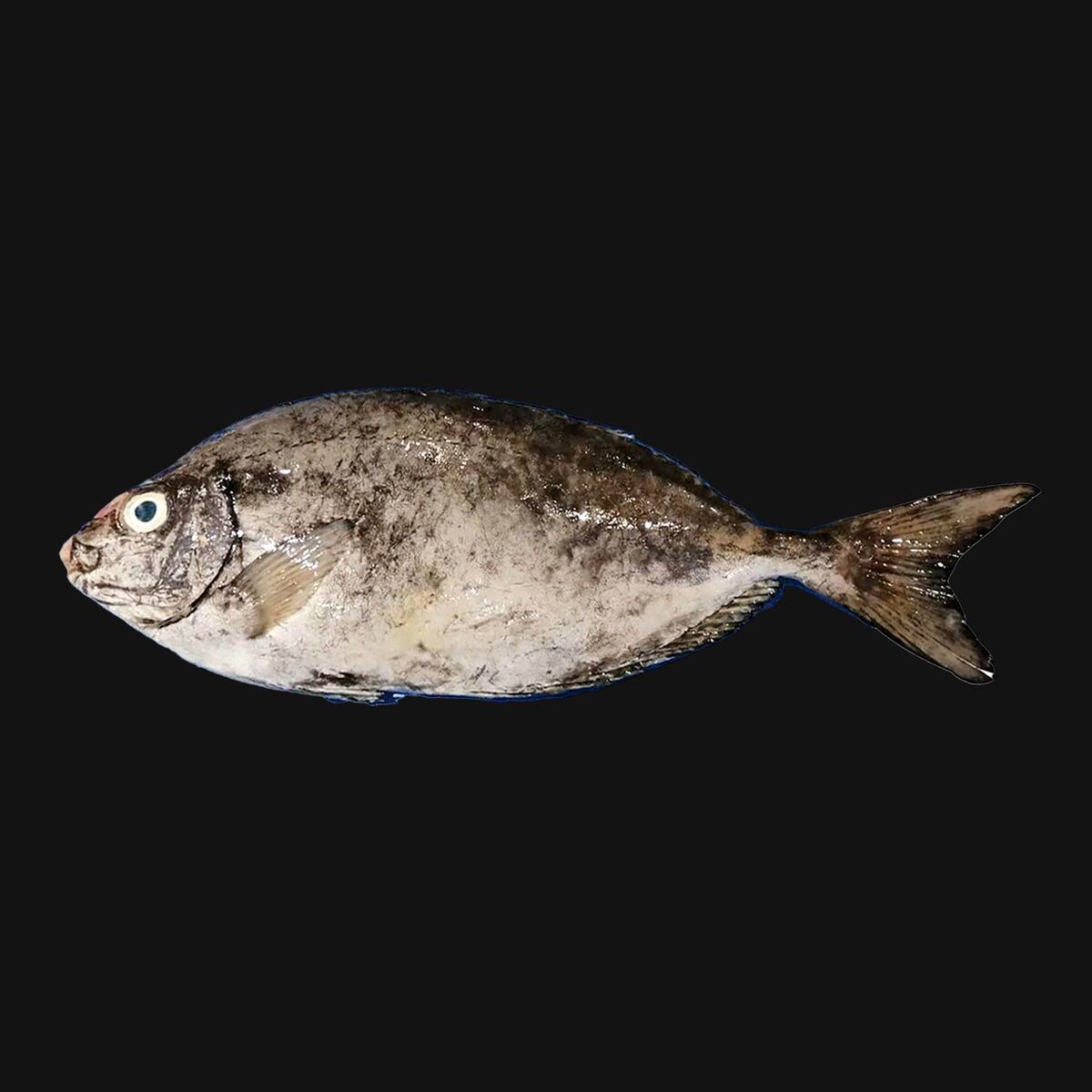 GETIT.QA- Qatar’s Best Online Shopping Website offers SAFI FISH SMALL WHOLE CLEANED 1 KG at the lowest price in Qatar. Free Shipping & COD Available!