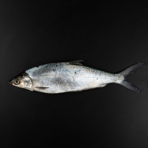 GETIT.QA- Qatar’s Best Online Shopping Website offers FRESH MILK FISH WHOLE CLEANED 1 KG at the lowest price in Qatar. Free Shipping & COD Available!