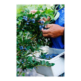 GETIT.QA- Qatar’s Best Online Shopping Website offers BLUEBERRIES CLAMSHELL 170G at the lowest price in Qatar. Free Shipping & COD Available!