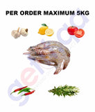 Fresh Fish - ROBIAN - روبيان - PRAWN -Big 1KG