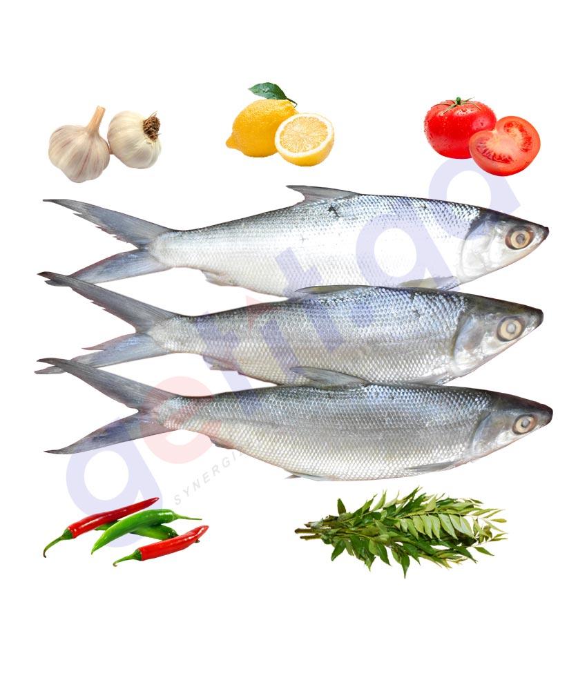 Fresh Fish - Chanos Chanos - Milk Fish