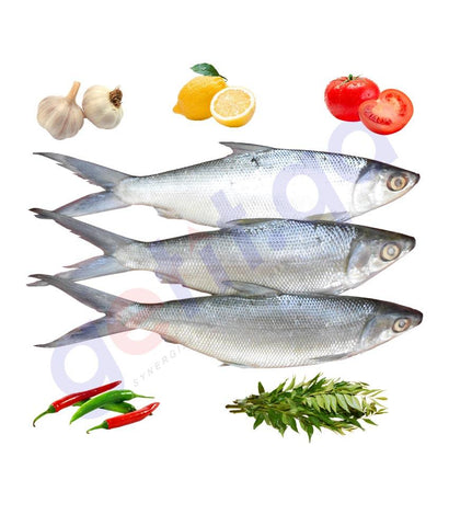 Fresh Fish - Chanos Chanos - Milk Fish