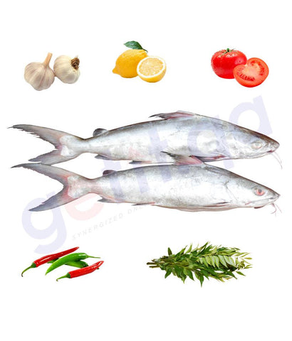Fresh Fish - SHIM - شم - GIANT SEA CATFISH 1KG
