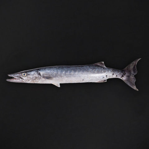 GETIT.QA- Qatar’s Best Online Shopping Website offers BARACUDA FISH BIG WHOLE CLEANED 4 KG at the lowest price in Qatar. Free Shipping & COD Available!