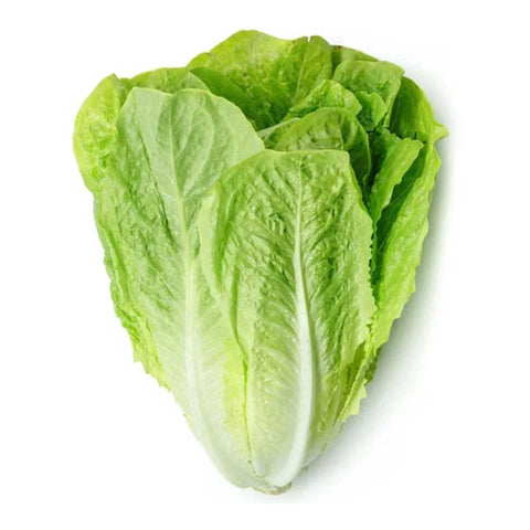 GETIT.QA- Qatar’s Best Online Shopping Website offers Lettuce Romaine Syria 500 g at the lowest price in Qatar. Free Shipping & COD Available!