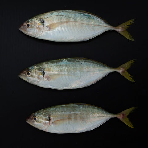 GETIT.QA- Qatar’s Best Online Shopping Website offers Durduman Fish Medium 500 g at lowest price in Qatar. Free Shipping & COD Available!