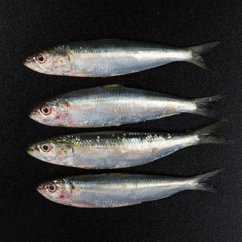 GETIT.QA- Qatar’s Best Online Shopping Website offers SARDINES BIG OMAN 500 G at the lowest price in Qatar. Free Shipping & COD Available!