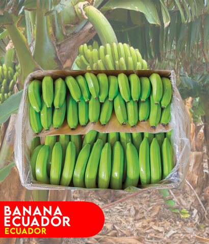 Buy Banana Ecuador at Best Price Online in Doha Qatar