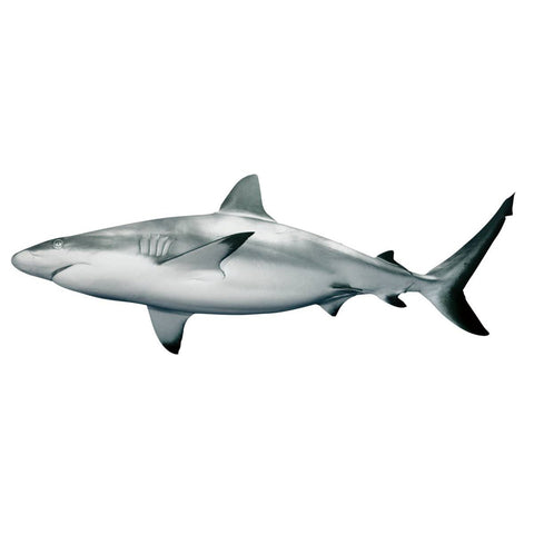 GETIT.QA- Qatar’s Best Online Shopping Website offers SHARK FISH MEDIUM 2 KG at the lowest price in Qatar. Free Shipping & COD Available!