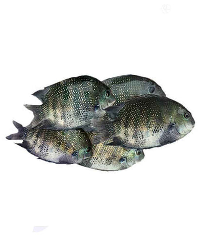 Buy Pearl Spot Fish Karimeen കരിമീൻ Price Online Doha Qatar