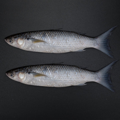 GETIT.QA- Qatar’s Best Online Shopping Website offers Fresh Biyah Fish Medium Whole Cleaned 1 kg at lowest price in Qatar. Free Shipping & COD Available!