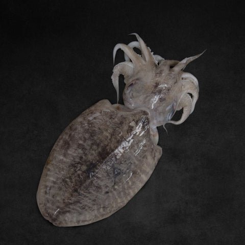 GETIT.QA- Qatar’s Best Online Shopping Website offers Cuttle Fish 1 kg at lowest price in Qatar. Free Shipping & COD Available!