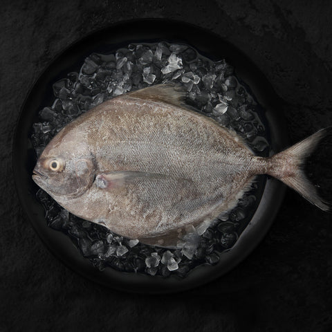 GETIT.QA- Qatar’s Best Online Shopping Website offers Black Pomfret 1kg at lowest price in Qatar. Free Shipping & COD Available!