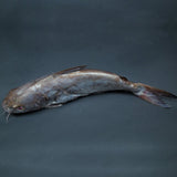 GETIT.QA- Qatar’s Best Online Shopping Website offers Fresh Khanduli Fish Local Whole Cleaned 2.5 kg at lowest price in Qatar. Free Shipping & COD Available!