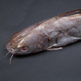 GETIT.QA- Qatar’s Best Online Shopping Website offers Fresh Khanduli Fish Local Whole Cleaned 2.5 kg at lowest price in Qatar. Free Shipping & COD Available!