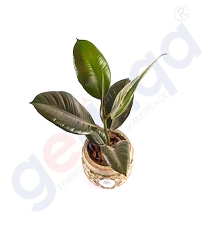 Buy Potted Rubber Tree at Best Price Online in Doha Qatar