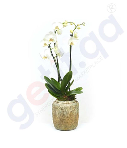 Buy Potted Phalaenopsis White Plant Online in Doha Qatar