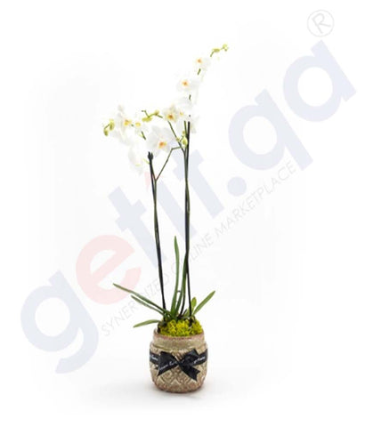 Buy Potted Phalaenopsis Plant Price Online in Doha Qatar