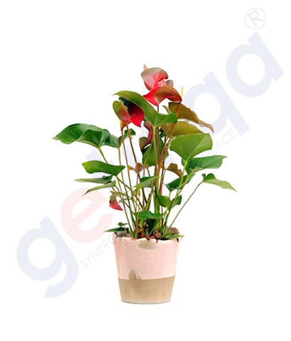 Buy Potted Red Anthurium Plant Best Price Online Doha Qatar