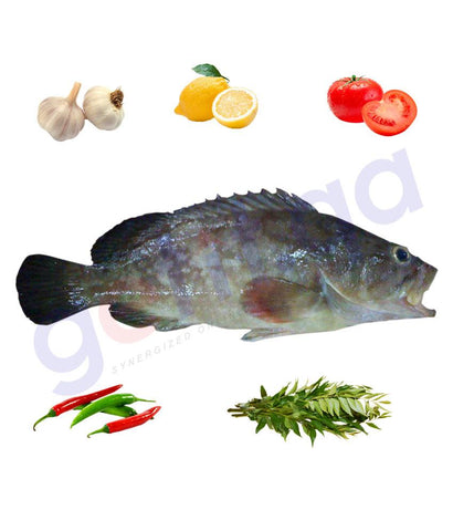 Fresh Fish - BERTAMA - برطامه - WHITEBLOTCHED GROUPER