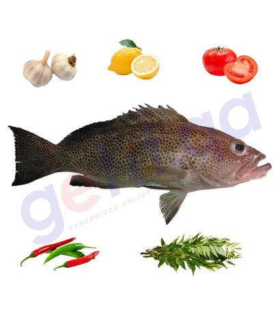 Fresh Fish - LEDEN - لدن - BROWN SPOTTED GROUPER ( WHOLE FISH )