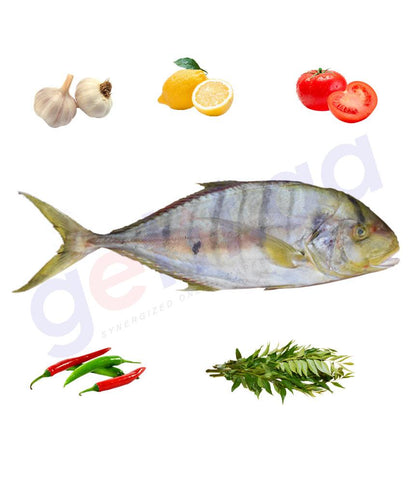 Fresh Fish - RABEEB (Medium) - ربيب - GOLDTOOTHLESS TREAVALLY ( WHOLE FISH )