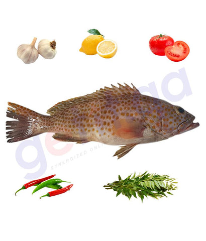 Fresh Fish - SUMMAN - سمان - SMALLSCALE GROUPER  - BIG(3kg Above)